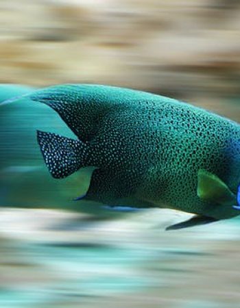 Vasavi Aquarium and Pets Shop