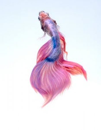 Vasavi Aquarium and Pets Shop